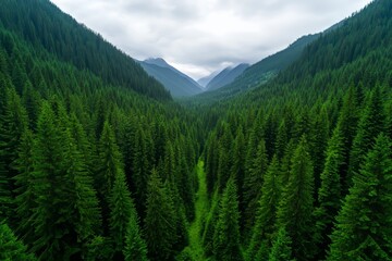 Fototapeta premium Drone-captured aerial photo showing a vibrant green forest and trees in the rural area of Altai