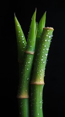 Obraz premium Fresh bamboo stalks glistening with water droplets against a dark background showcasing their lush green color and textured features