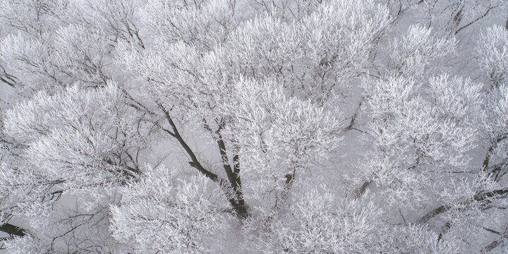 Bare tree branches covered with ice from frost. A winter scene. - Powered by Adobe