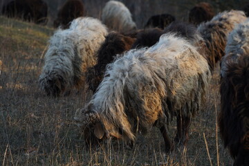A herd of sheep grazes in a lush field, shaded by trees