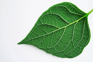 Green plant leaf against white background, displaying detailed structure