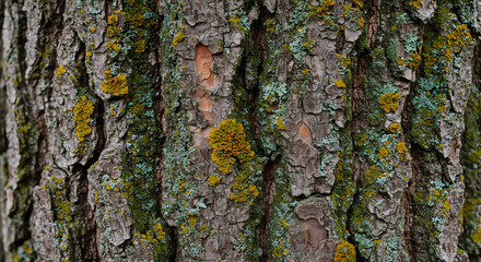Obraz premium tree bark with deep grooves, cracks, and patches of lichen