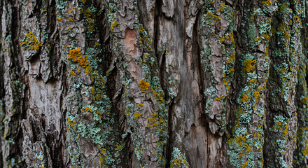 Obraz premium tree bark with deep grooves, cracks, and patches of lichen