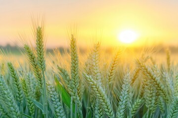 Fototapeta premium Sunset scene in a wheat field, with ripe golden grain standing tall and the sun glowing on the horizon.