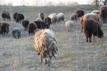 A large herd of sheep can be observed peacefully grazing in a field