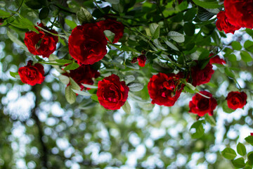 red roses in the garden, flowers in the garden