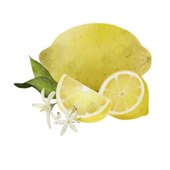 Composition with whole and sliced ​​yellow lemon, lemon slice. Hand drawn watercolor elements for your design. Isolated on a trasparent background.