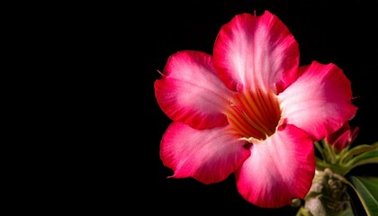 close up of Adenium flower, black background, copy space