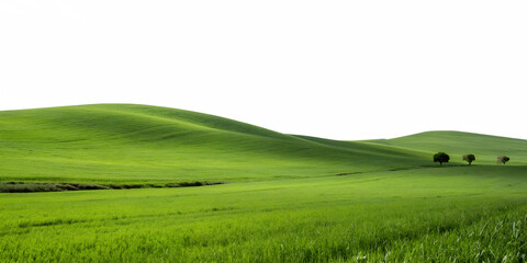 Obraz premium landscape with green grass and white sky isolated on white background