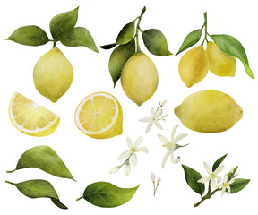Set of yellow lemons on branches with leaves, flowers. Hand drawn watercolor elements for your design. Isolated on a trasparente background.