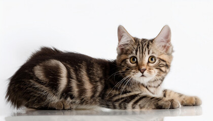 Naklejka premium adorable tabby playing on white