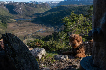 Furry Airedale Terrier posing in front of Hjelmeland’s Ritlandskrateret – A Meteorite Crater in...