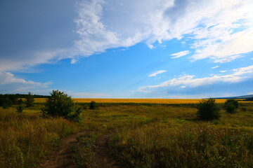 Obraz premium A country road with sprouted grass, stretching towards the horizon with a blue sky.