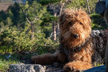 Furry Airedale Terrier posing in front of Hjelmeland’s Ritlandskrateret – A Meteorite Crater in...