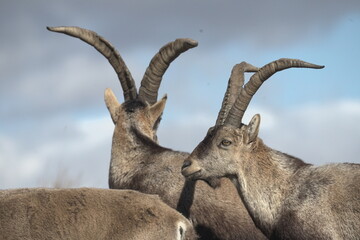Cabra Montesa 
Sierra de Gredos Espa&ntilde;a enero 2025