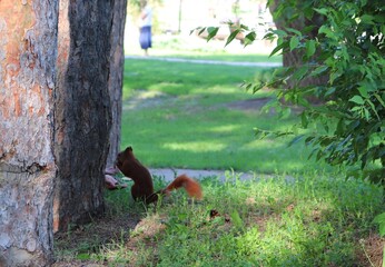 Squirrel eating out of human hands.