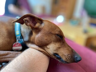 Schlafender Hund