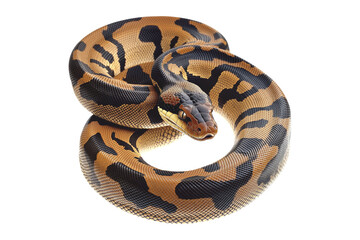 Obraz premium Coiled yellow and black patterned snake, isolated on white transparent background, reptiles or wildlife, symbolizing Chinese Lunar New year