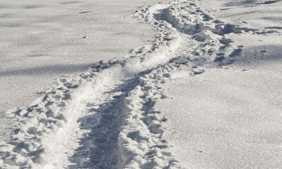 Footpath in white snow in a forest of green pines and firs