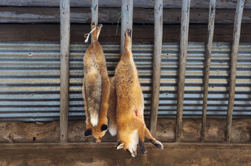 Traditional hunt in the winter with red foxes