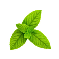 Vibrant Green Mint Leaves with Diverse Textures and Shapes
