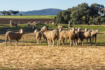 Fototapeta premium Sunny day in the countryside: Merino sheep and golden hay under a blue sky.