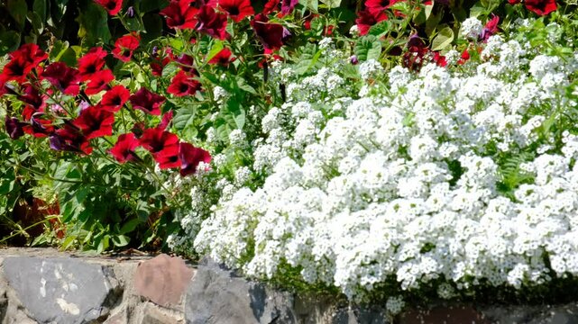 White Alyssum flowers, Sweet Alice Lobularia Maritima on home garden. Summer hot windy day. Courtyard	