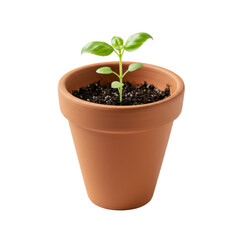 small growing plant in pot isolated on transparent background, PNG, nature decor, house decor, greenery, natural element