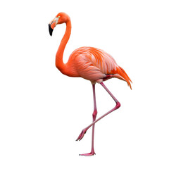 Fototapeta premium PNG, pink flamingo, vibrant, bird, elegant, wildlife, pink feathers, exotic, graceful, standing flamingo