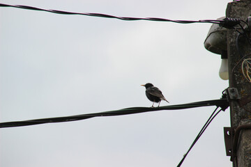 Blackbird perched on a wire against a cloudy sky during the early morning hours in a quiet urban neighborhood
