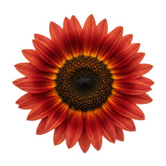 sunflower isolated on white background, png, red sunflower