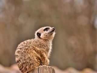 Portrait of suricata meerkat outdoors on the wood