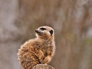 Portrait of suricata meerkat outdoors on the wood