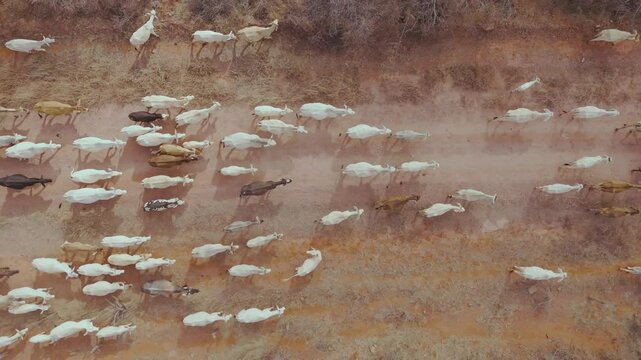 Cowboys drive cattle with skill, guiding the herd on horseback and preserving an ancestral tradition.
