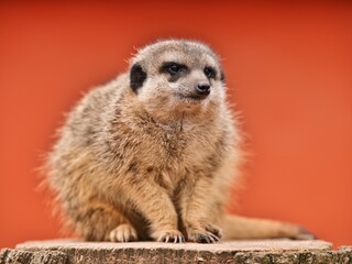 Fototapeta premium Portrait of suricata meerkat outdoors on the wood