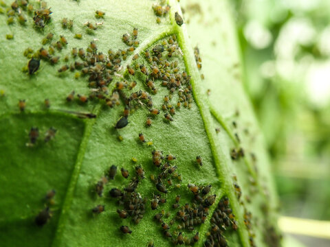 Aphids that feed on the underside of leaves to suck nectar, aphids on the inside of the leaf. Agricultural pest. Infected . Close up, Black pepper aphids infestation. Ants tending to aphids on plant.