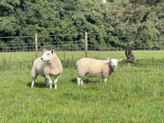 Obraz premium two sheep on pasture