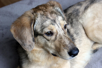 Dog lounging on a soft surface in a cozy indoor setting during the afternoon