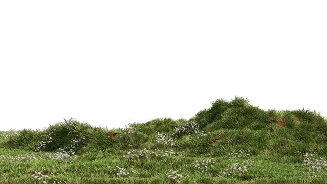 Landscape Grass & Chamomile Flower no background 
