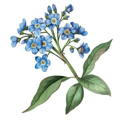 Obraz premium Beautiful blue forget-me-not flowers with green leaves in detailed illustration showcasing nature's delicate beauty