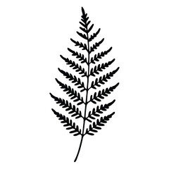 A fern leaf isolated vactor illustration