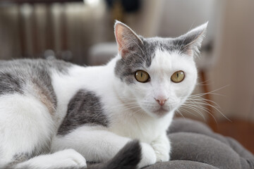 Adorable gray and white cat resting on a cozy sofa. Perfect for content related to pets, domestic animals, home lifestyle, and relaxation. Ideal for projects focused on animal welfare and home comfort