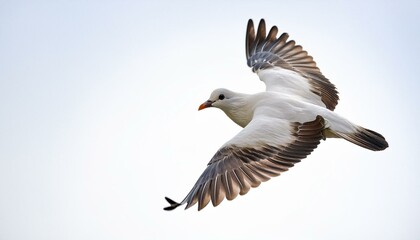 Obraz premium majestic white bird soaring gracefully in the bright sky during daylight hours isolated on white white background