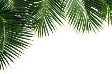 Fototapeta premium PNG Natural palm tree leafs backgrounds outdoors nature.