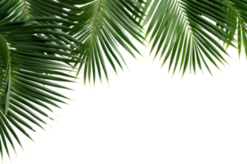 PNG Natural palm tree leafs backgrounds outdoors nature.
