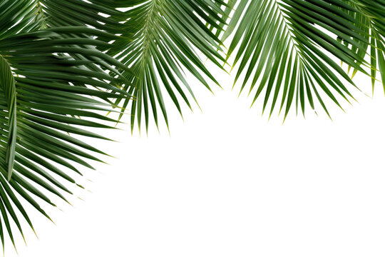 PNG Natural palm tree leafs backgrounds outdoors nature.