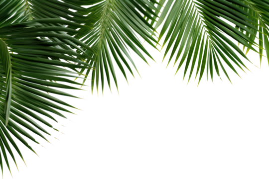 PNG Natural palm tree leafs backgrounds outdoors nature.