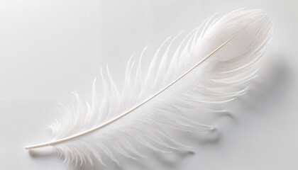 Ethereal albino peacock feather shimmering in soft light, minimalism
