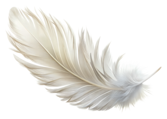 white feather isolated on white