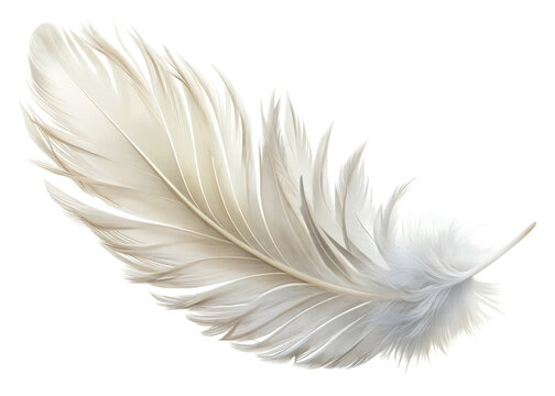 Fototapeta white feather isolated on white
